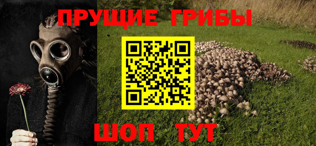 где купить   Галлюциногенные грибы Psilocybe  Вход с VPN  Казань 